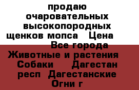 продаю очаровательных высокопородных щенков мопса › Цена ­ 20 000 - Все города Животные и растения » Собаки   . Дагестан респ.,Дагестанские Огни г.